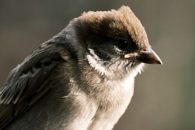 Close-up of a bird looking away