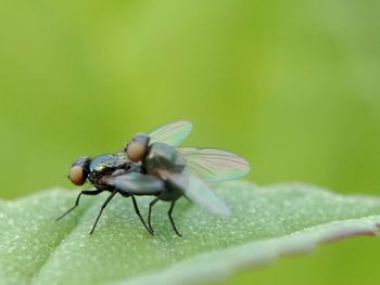 Close-up of housefly on leaf