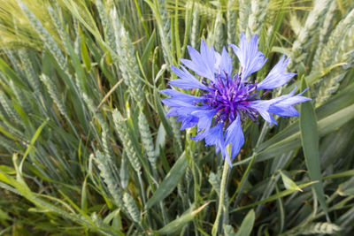 Close-up of purple flowering plants on field