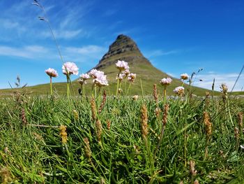 Scenic view of flowering plants on land against sky