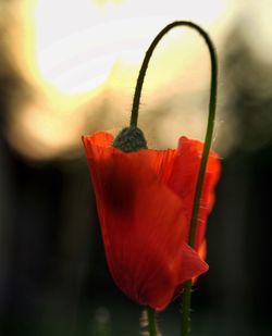 Close-up of red rose flower