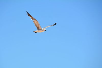 Low angle view of seagulls flying against clear blue sky