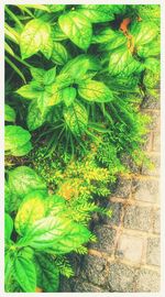 Full frame of leaves
