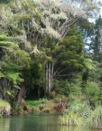 Scenic view of river in forest against sky