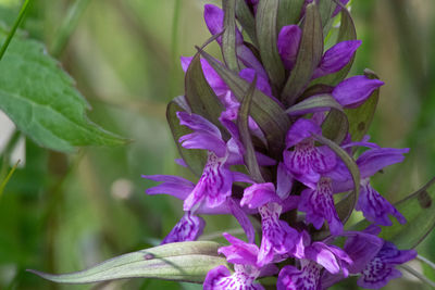 Close-up of purple flowering plant