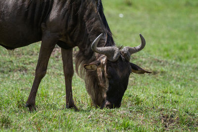 Wildebeest grazing in a field