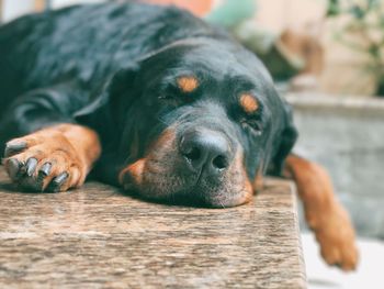 Close-up of a dog resting