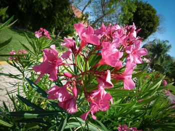 Close-up of pink flowers