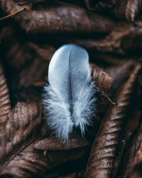 Close-up of feather