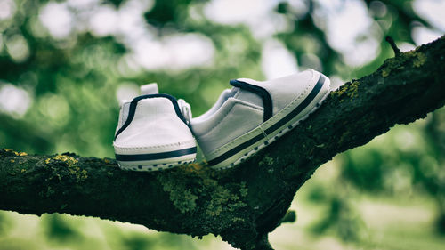 Close-up of wet shoes hanging on tree