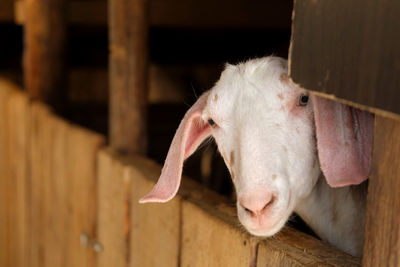 Close-up of cow