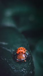 Close-up of ladybug on leaf