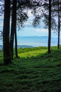 Scenic view of lake in forest against sky