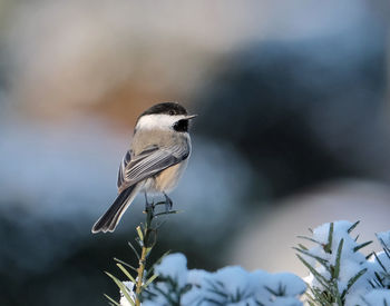 Close-up of bird perching on plant during winter