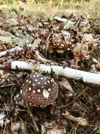 High angle view of mushroom on field