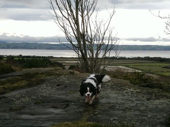 Dog standing on field against cloudy sky