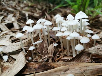 Close-up of mushrooms growing on land