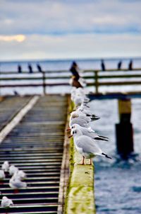 Seagulls flying over sea against sky