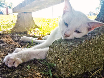 Close-up of cat