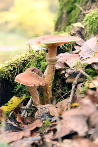 Close-up of autumnal leaves on field