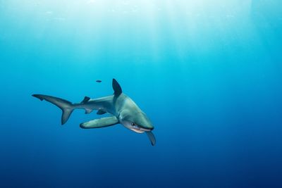 Shark swimming in sea