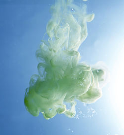 Close-up of jellyfish against blue background