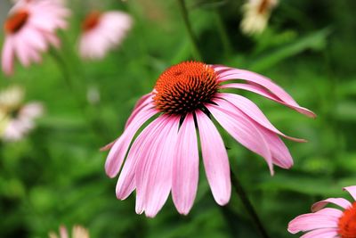 Close-up of pink flower