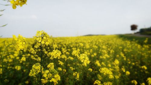 Scenic view of oilseed rape field against sky