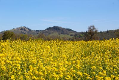 Scenic fields in yellow