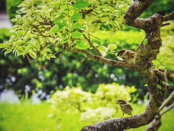 Plants growing on tree