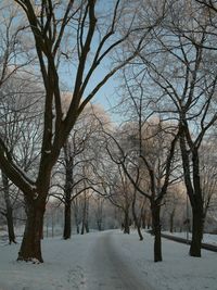 Bare trees on snow covered landscape