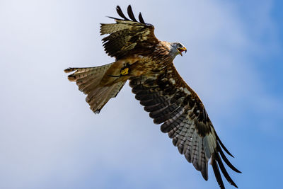 Low angle view of eagle flying