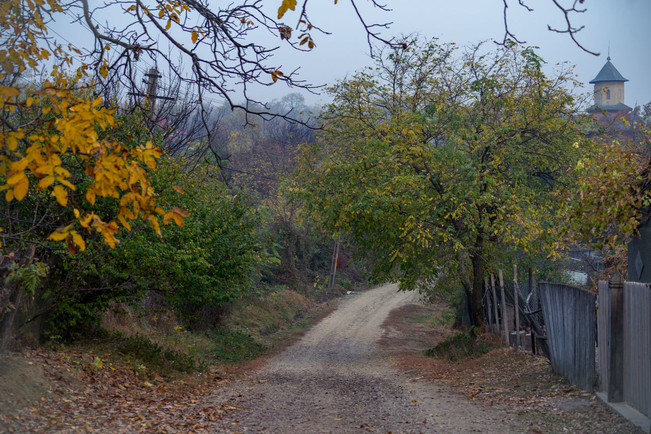 ROAD AMIDST TREES AGAINST SKY