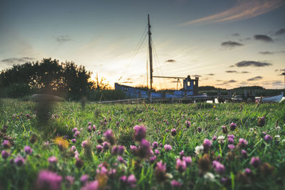 Scenic view of field against sky during sunset