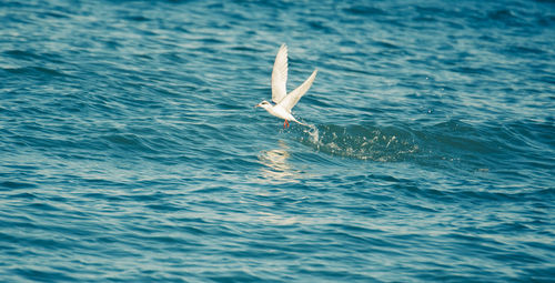 View of bird flying over sea