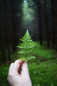 Cropped hand holding plant