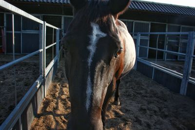 Horse standing in ranch