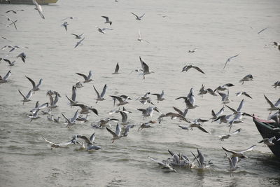 Flock of seagulls flying over sea