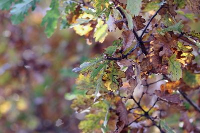 Close-up of leaves on tree during autumn