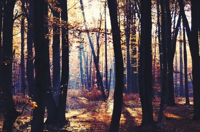 Trees in forest during sunset