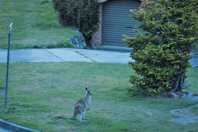 Cat on grass