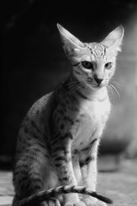 Portrait of cat sitting outdoors