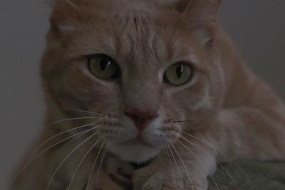 Close-up portrait of cat