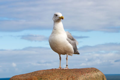 Seagulls perching on railing