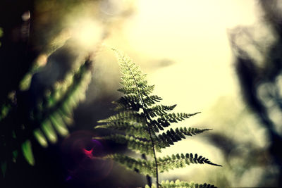 Close-up of leaf against sky