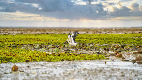 Asian openbill stork birds at wetland field at thale noi phatthalung province thailand