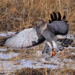 Close-up of bird flying over field during winter