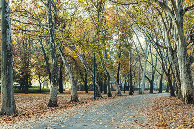 Trees in park during autumn