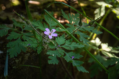 Close-up of purple flowering plant
