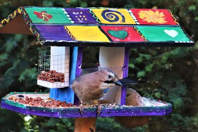 Close-up of bird eating food on feeder